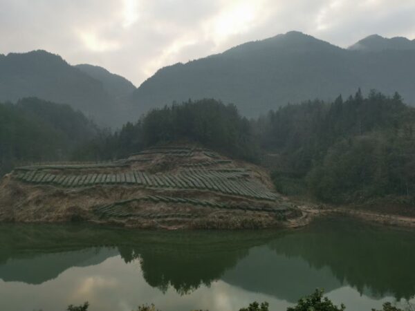 GREEN TEA 2 En Shi Yu Lu by Yang, China 2025 40g - Image 2