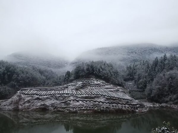 GREEN TEA 2 En Shi Yu Lu by Yang, China 2025 40g - Image 3